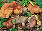 Lactarius rubrocinctus