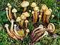 Pholiota alnicola