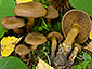 Cortinarius cinnamomeobadius