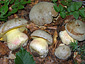 Boletus fechtneri