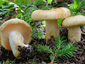 Lactarius tuomikoskii