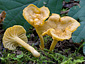 Cantharellus queletii