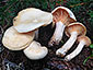 Hygrophorus karstenii