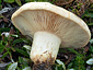 Lactarius dryadophilus