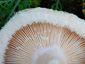 Lactarius pubescens