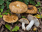 Russula foetens