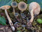 Lactarius cyathuliformis