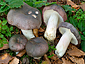 Russula cyanoxantha