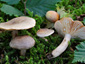 Lactarius pyrogalus