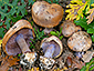 Cortinarius violaceipes