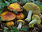 Russula aurea