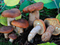 Lactarius britannicus fo. britannicus