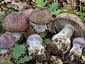 Cortinarius balteatocumatilis