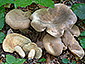 Lactarius pterosporus