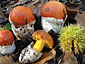 Amanita caesarea
