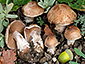 Cortinarius strenuipes