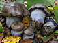 Cortinarius purpurascens