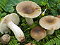 Russula pectinata