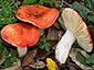 Russula carminipes