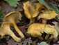 Cantharellus romagnesianus