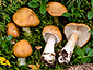 Cortinarius multiformis