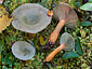 Lactarius fennoscandicus