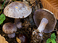 Cortinarius purpurascens