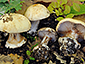 Cortinarius rapaceus