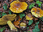 Cortinarius meinhardii