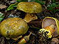 Cortinarius ionochlorus