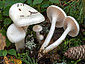 Hygrophorus piceae