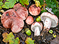 Hygrophorus russula