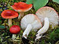 Russula griseascens