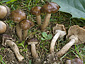 Agrocybe erebia