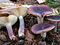 Russula sardonia