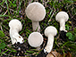 Lycoperdon excipuliforme