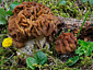 Gyromitra gigas