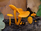 Favolaschia calocera