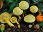 Tricholoma sulphureum