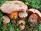 Boletus rubrosanguineus