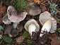 Tricholoma portentosum