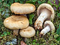 Lactarius leonis