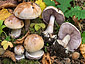 Cortinarius nymphicolor