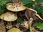 Cortinarius humolens