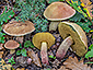 Boletus queletii var. queletii