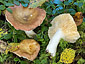 Russula fulvograminea