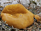 Gyromitra leucoxantha