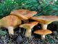 Lactarius deliciosus