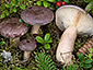 Lactarius trivialis