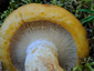 Lactarius scrobiculatus